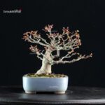 Acero palmato Shishigashira - immagine 4