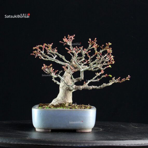 Acero palmato Shishigashira - immagine 4