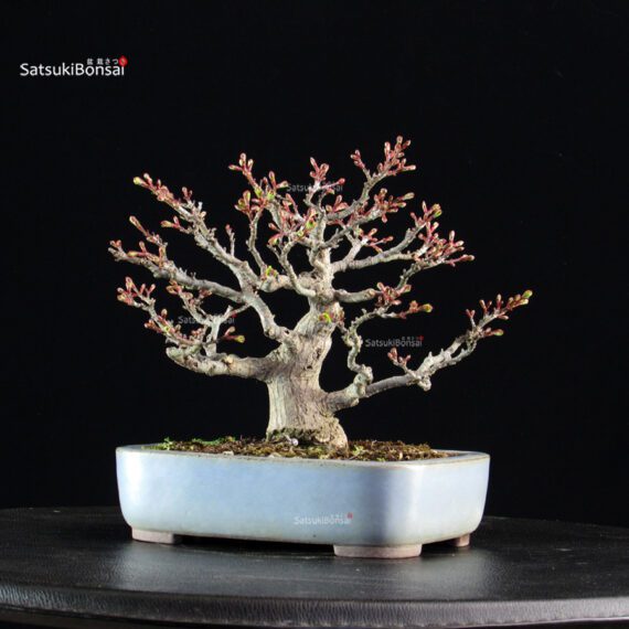 Acero palmato Shishigashira - immagine 2