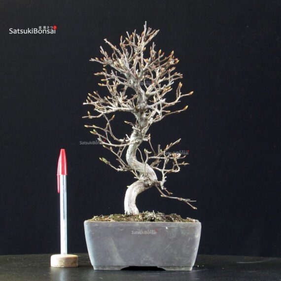 Carpinus Coreana - immagine 5