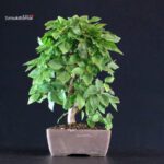 Carpinus Coreana