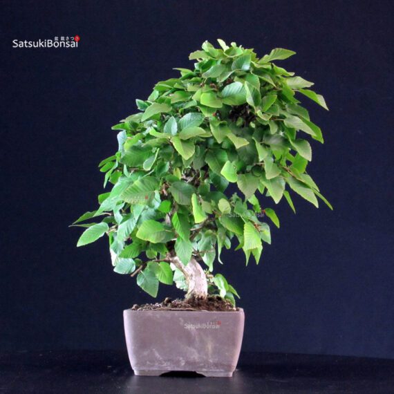 Carpinus Coreana - immagine 2