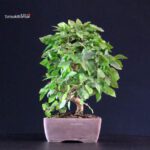 Carpinus Coreana - immagine 3