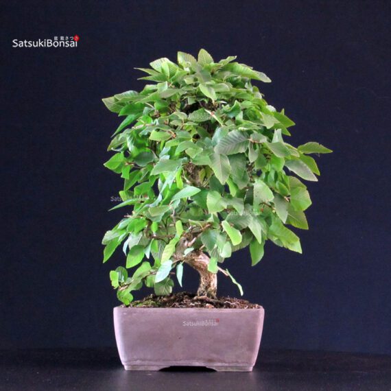 Carpinus Coreana - immagine 3