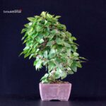 Carpinus Coreana - immagine 4