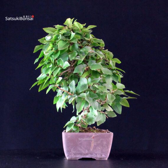 Carpinus Coreana - immagine 4