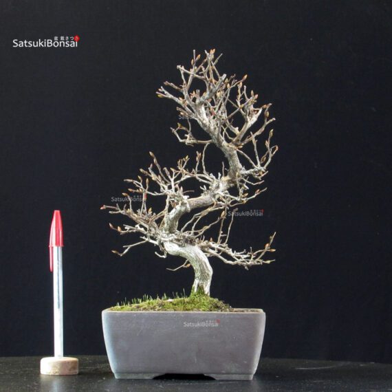 Carpinus Coreana - immagine 5