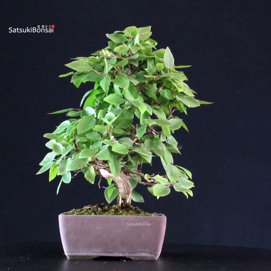5916_2-Carpinus-coreana Carpinus Coreana - immagine 1