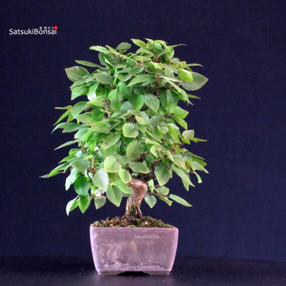 Carpinus Coreana - immagine 2