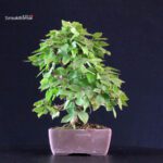 Carpinus Coreana - immagine 3
