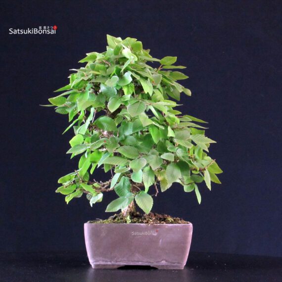 Carpinus Coreana - immagine 3