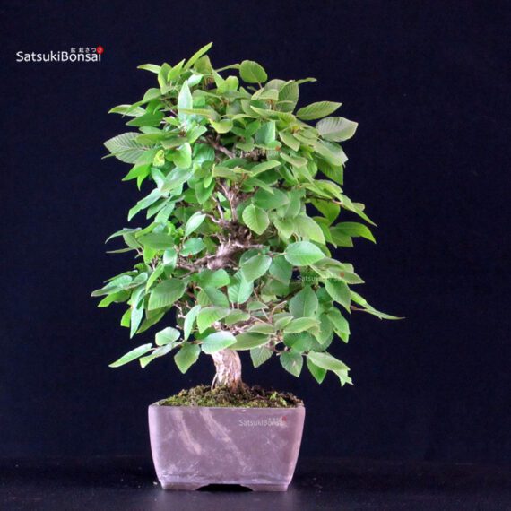Carpinus Coreana - immagine 4