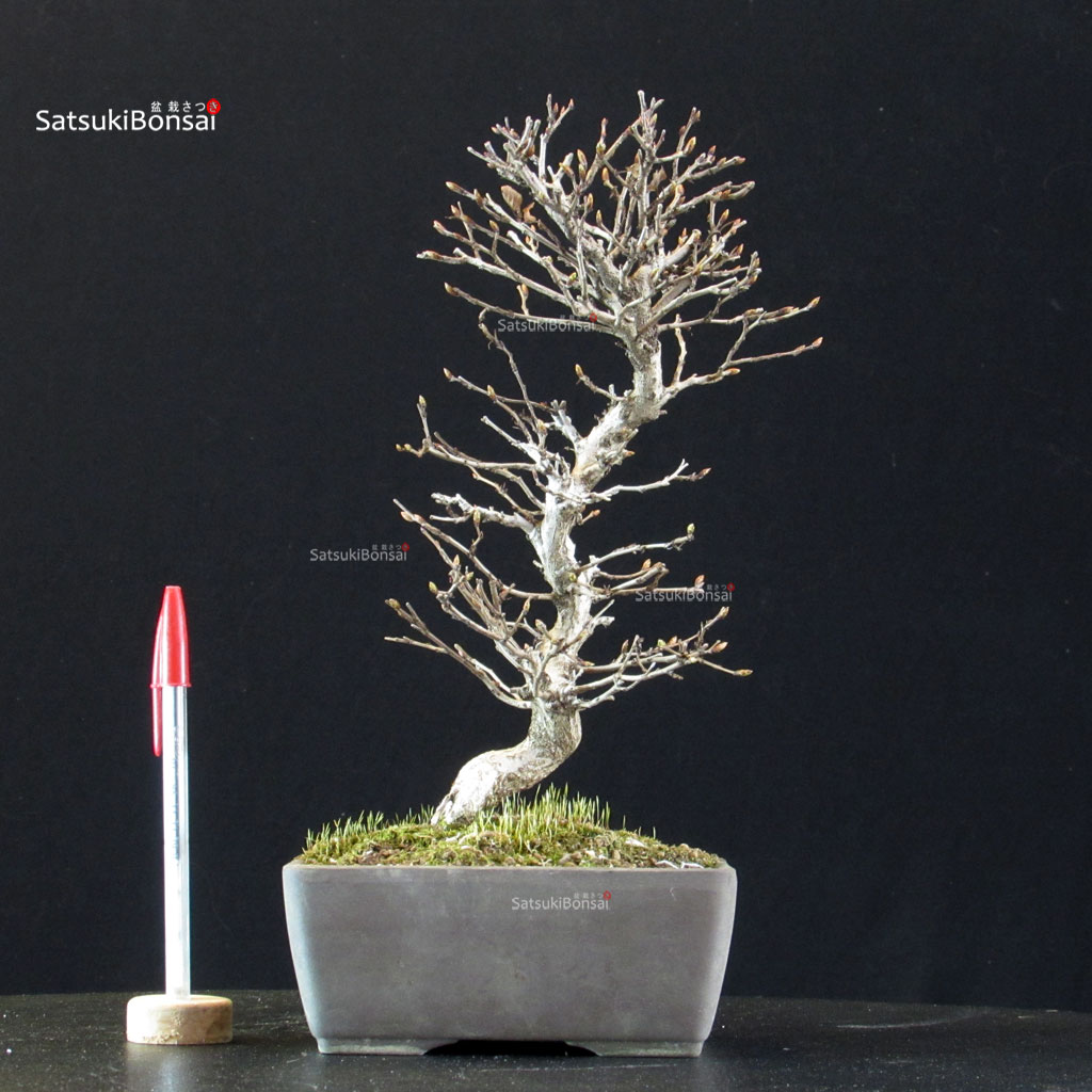 5917_1-Carpinus-coreana Carpinus Coreana - immagine 1