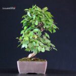 Carpinus Coreana