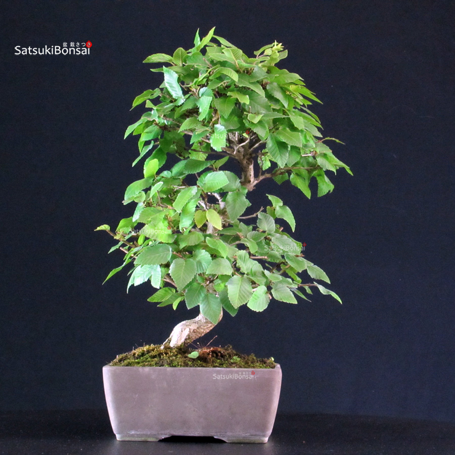 5917_2-Carpinus-coreana Carpinus Coreana - immagine 1