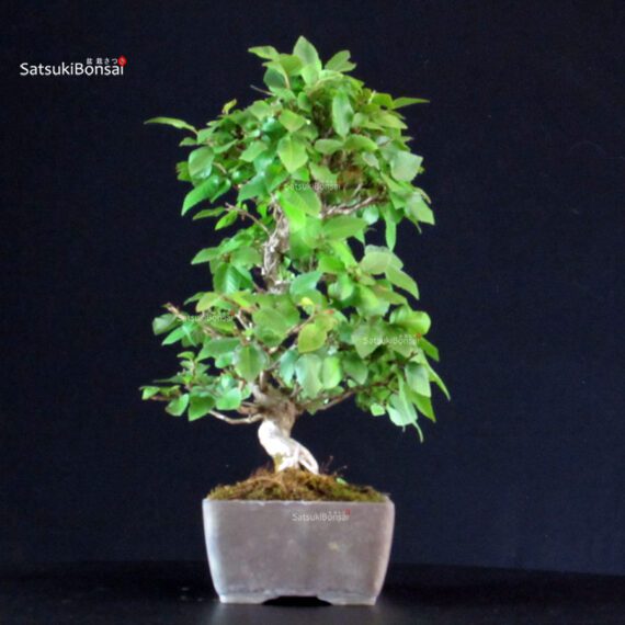 Carpinus Coreana - immagine 2