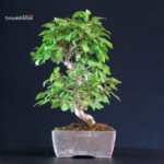 Carpinus Coreana - immagine 3