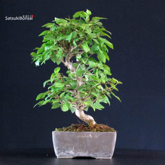 Carpinus Coreana - immagine 3