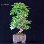 Carpinus Coreana - immagine 4