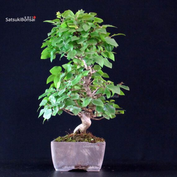 Carpinus Coreana - immagine 4