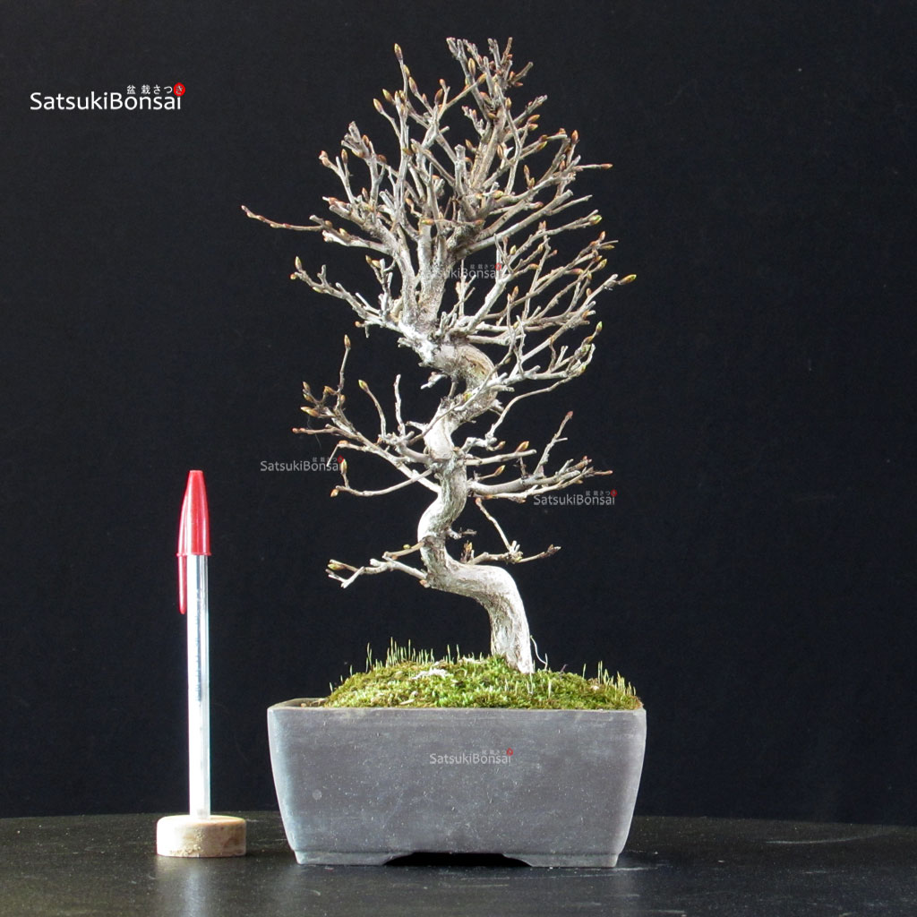5918_1-Carpinus-coreana Carpinus Coreana - immagine 1