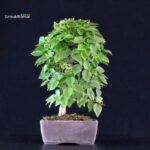 Carpinus Coreana