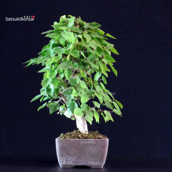 Carpinus Coreana - immagine 2