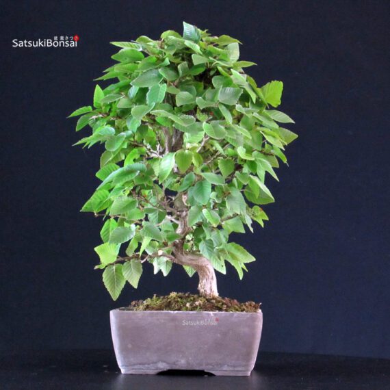Carpinus Coreana - immagine 3