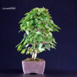 Carpinus Coreana - immagine 4