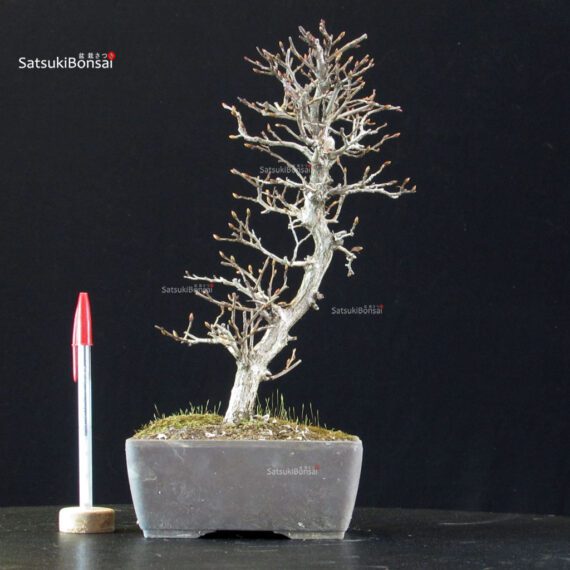 Carpinus Coreana - immagine 5