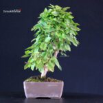 Carpinus Coreana