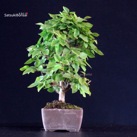 Carpinus Coreana - immagine 2