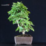 Carpinus Coreana - immagine 3
