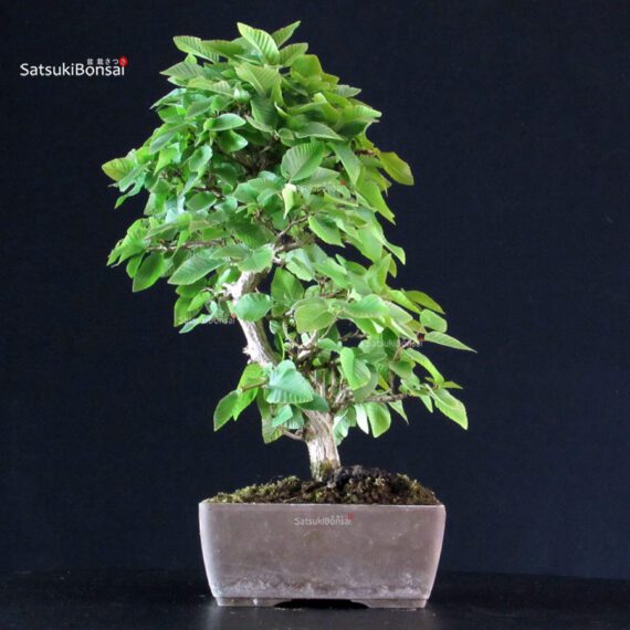 Carpinus Coreana - immagine 3