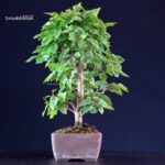 Carpinus Coreana - immagine 4