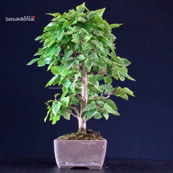 Carpinus Coreana - immagine 4