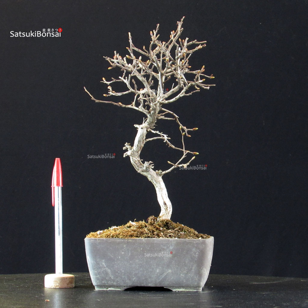 5920_1-Carpinus-coreana Carpinus Coreana - immagine 1