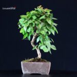 Carpinus Coreana