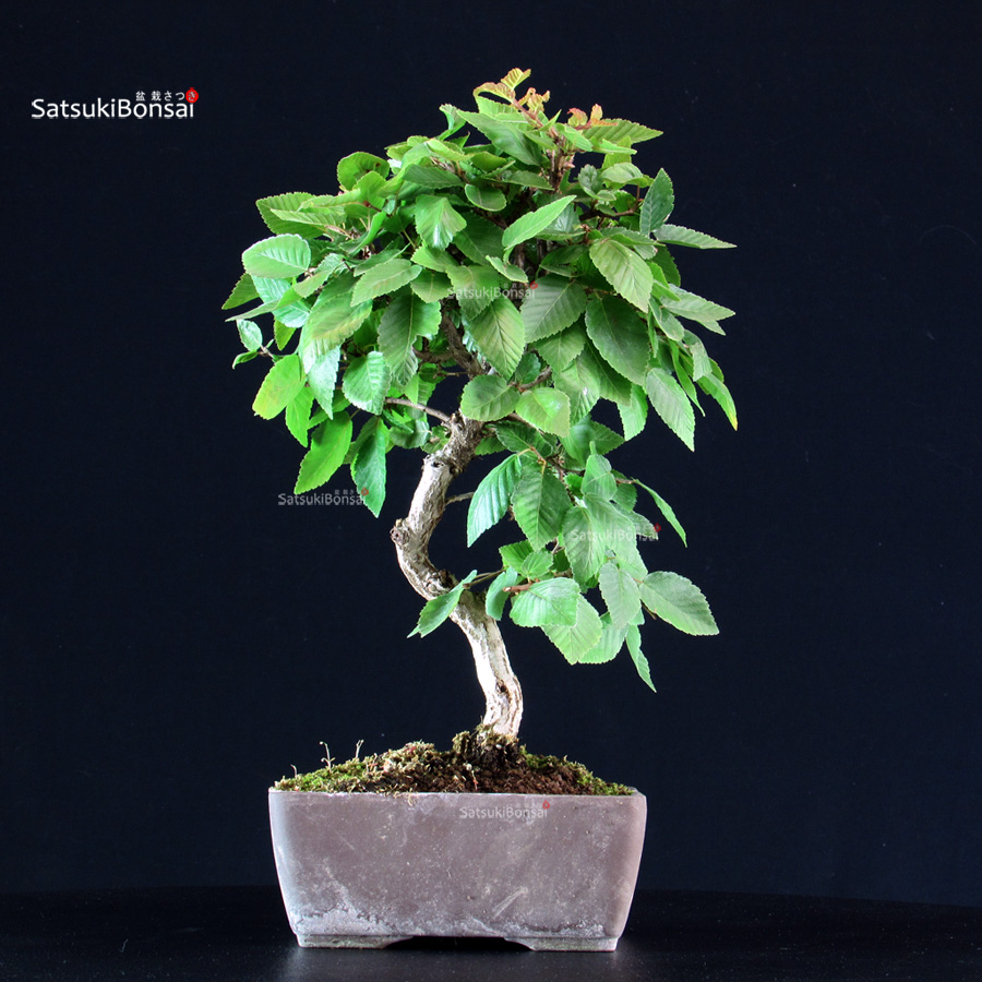 5920_2-Carpinus-coreana Carpinus Coreana - immagine 1