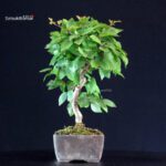 Carpinus Coreana - immagine 2