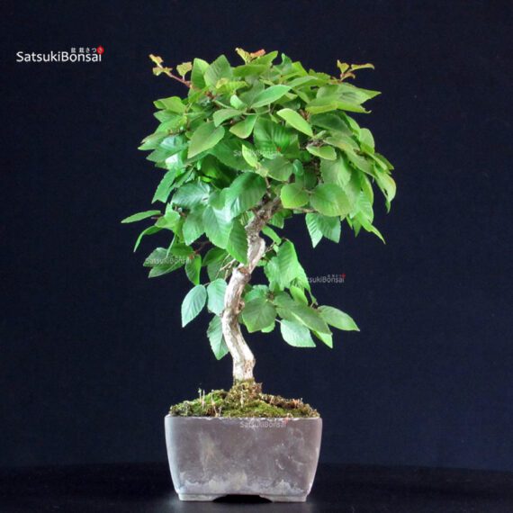Carpinus Coreana - immagine 2