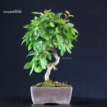 Carpinus Coreana - immagine 3