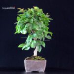 Carpinus Coreana - immagine 4