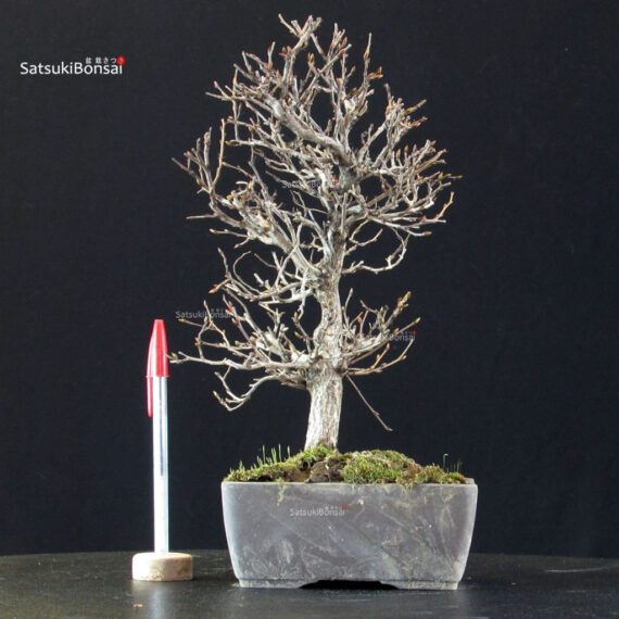 Carpinus Coreana - immagine 5