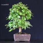 Carpinus Coreana