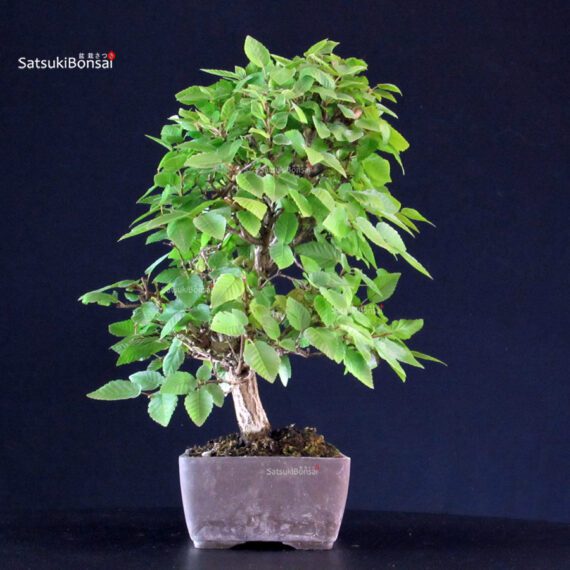 Carpinus Coreana - immagine 2