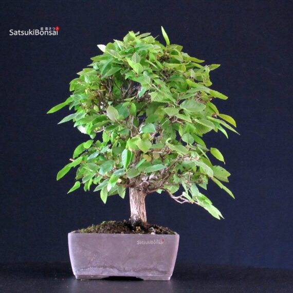 Carpinus Coreana - immagine 3
