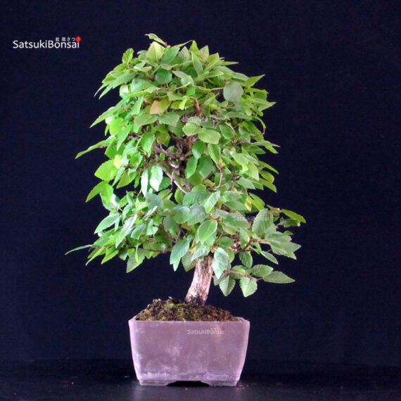 Carpinus Coreana - immagine 4