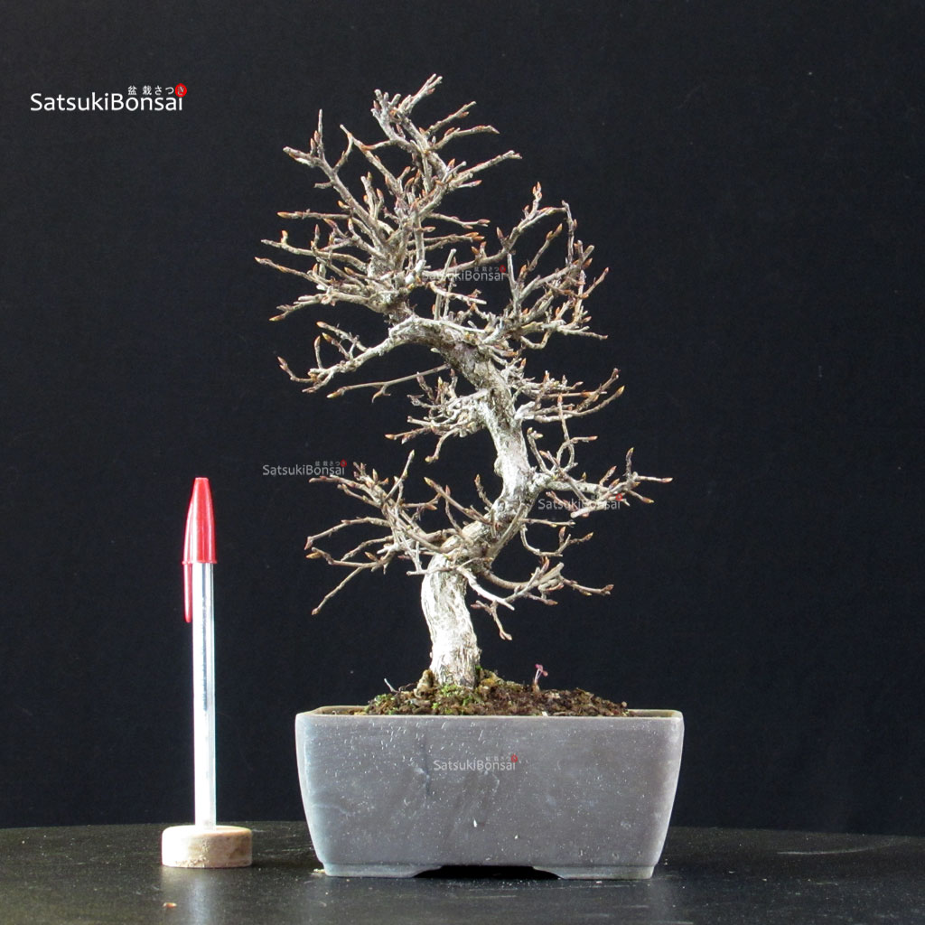 5922_1-Carpinus-coreana Carpinus Coreana - immagine 1