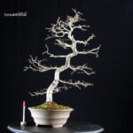 Crataegus Cuneata - Biancospino